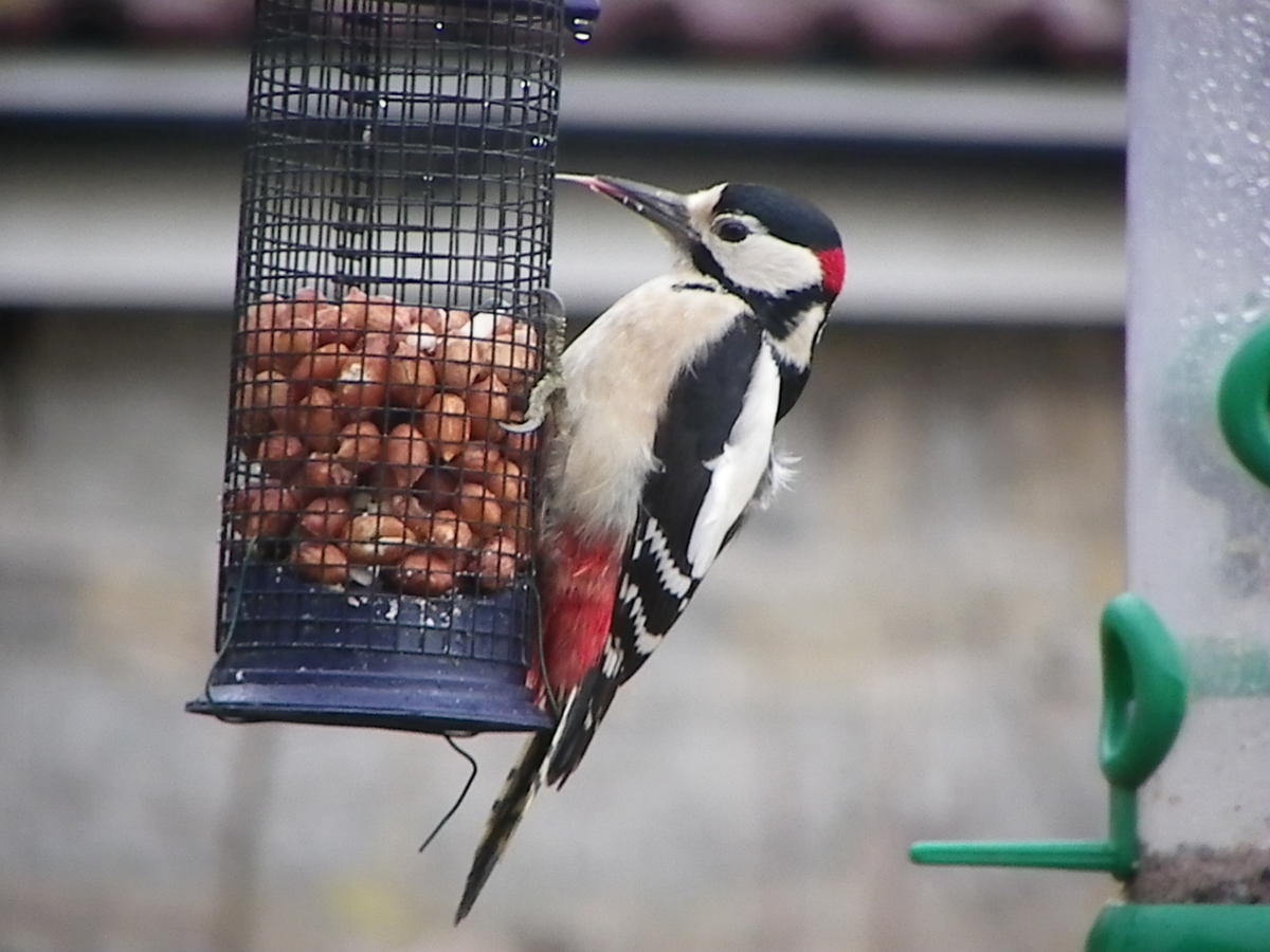 Great spotted woodpecker